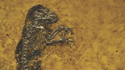 Ida - the missing link