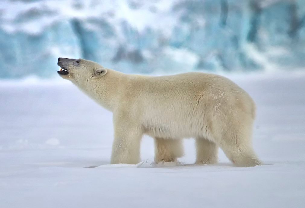Polar bear in snow