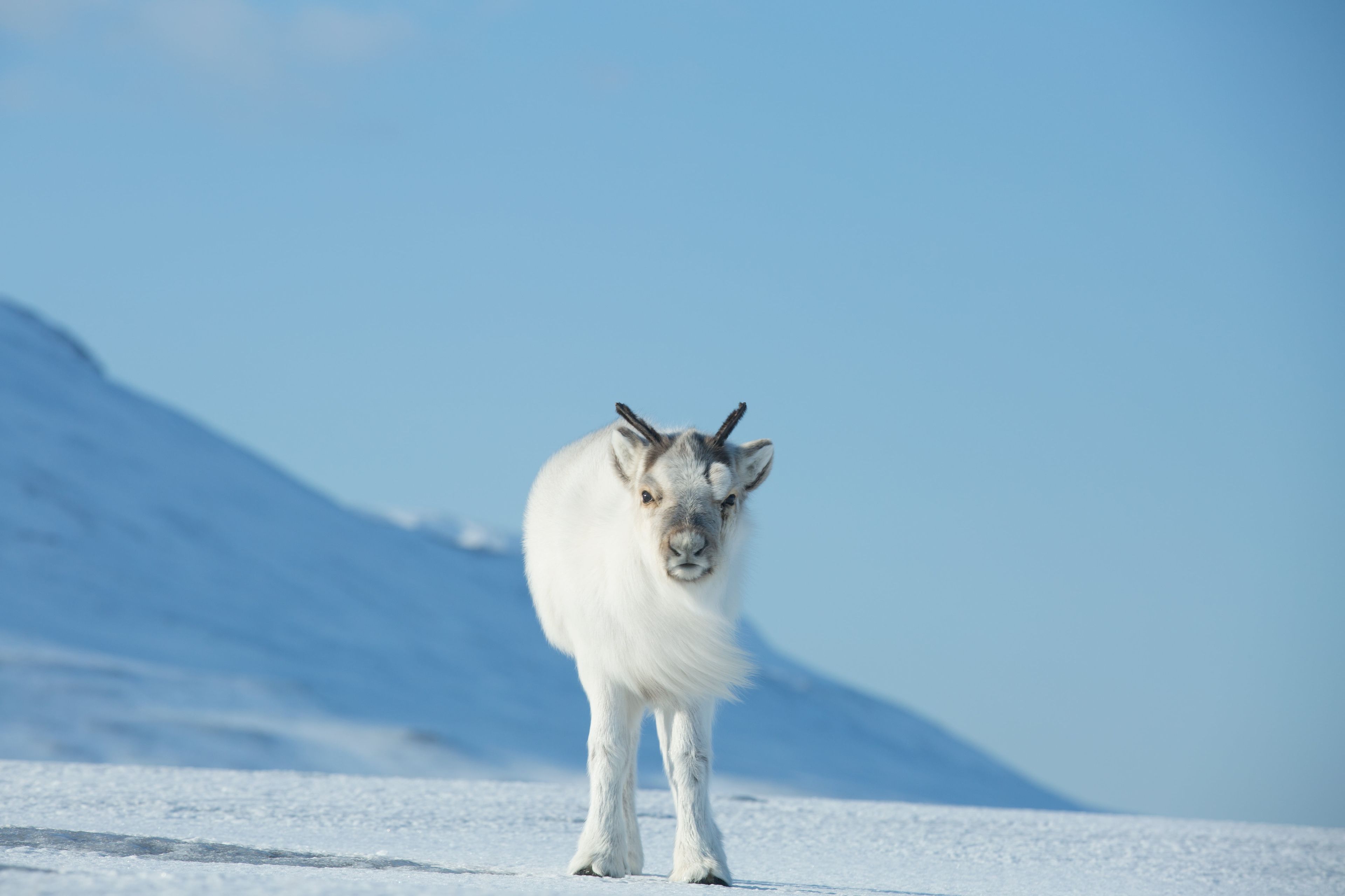 Reindeer head on staring into the camera, on Svalbard